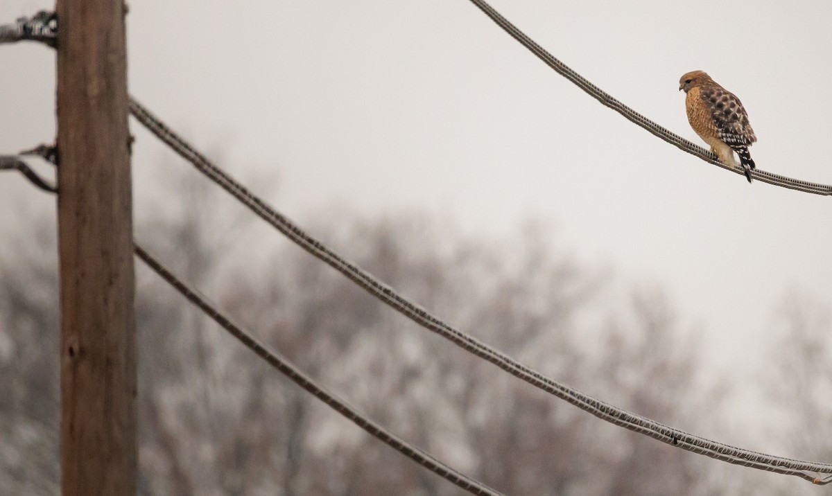 Red-shouldered Hawk - ML645888209