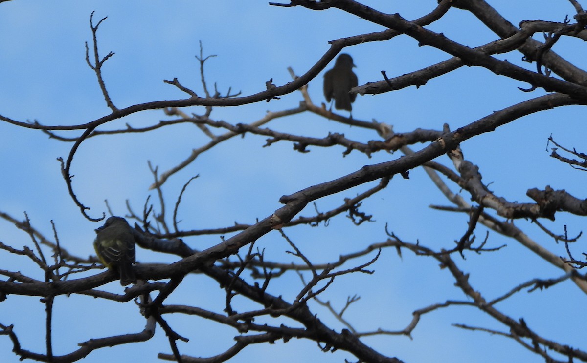 Pale-breasted Thrush - ML645888213