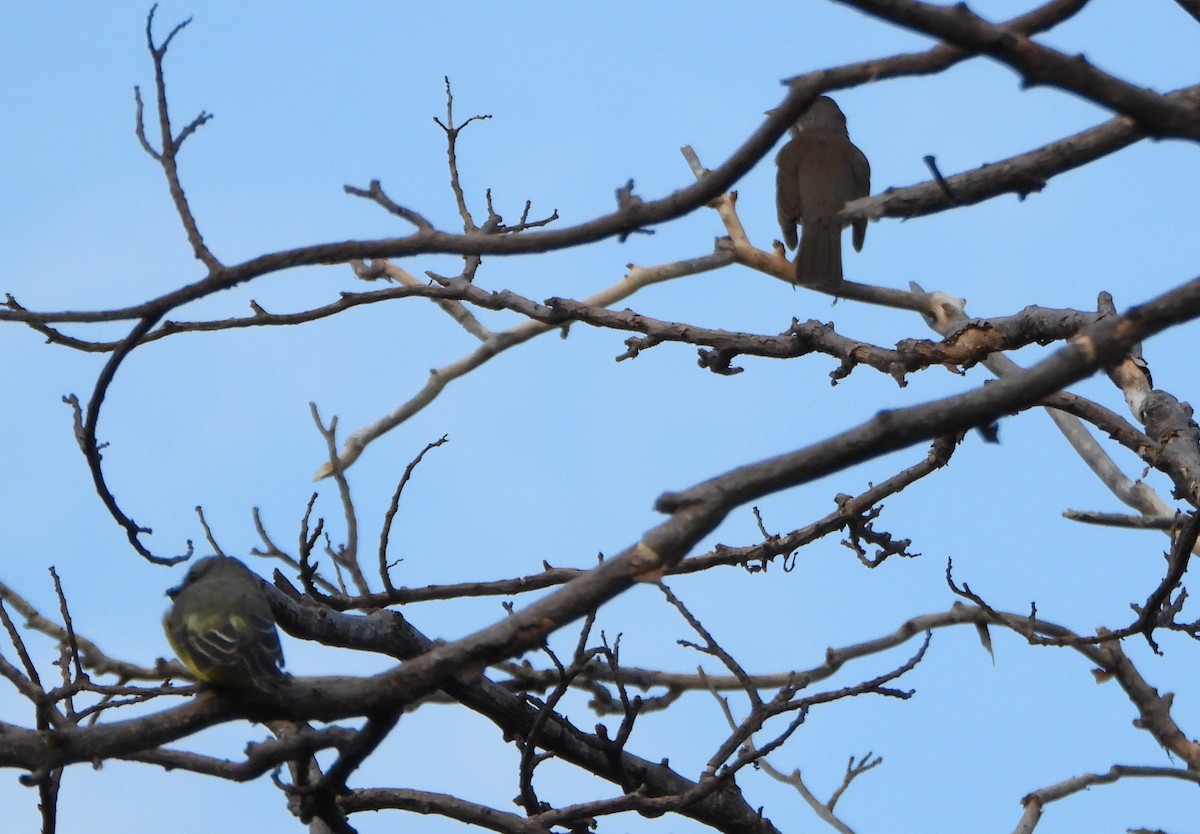 Pale-breasted Thrush - ML645888214