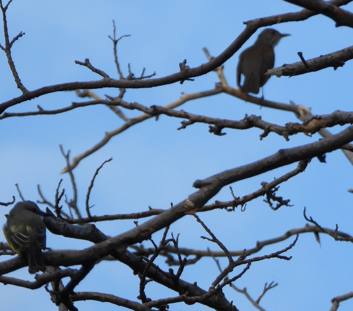 Pale-breasted Thrush - ML645888215