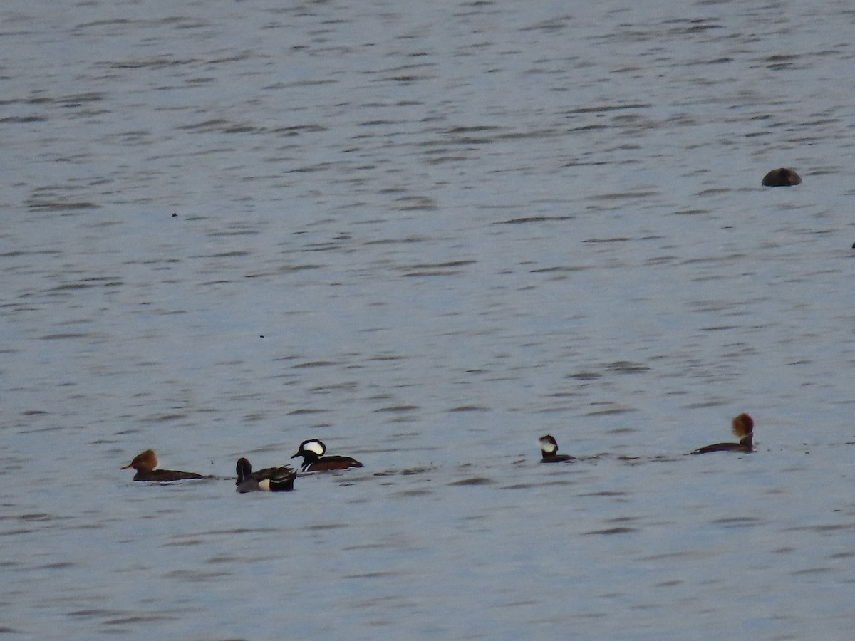 Hooded Merganser - ML645888216
