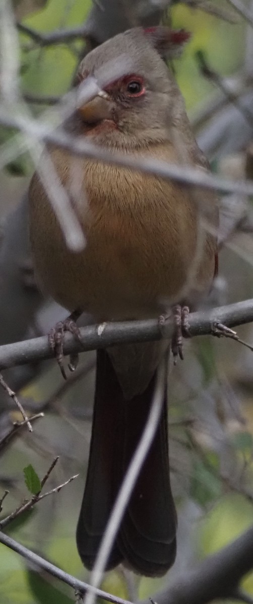 Pyrrhuloxia - ML645888219