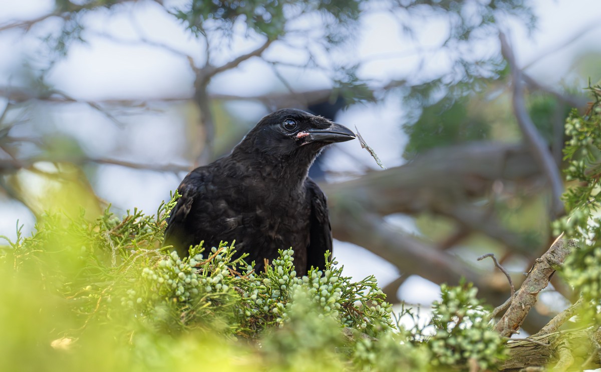 Fish Crow - ML645888221