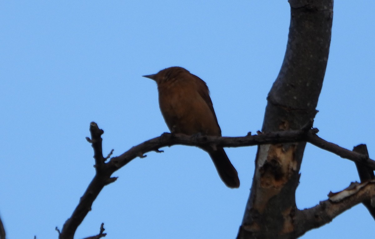White-lined Tanager - ML645888222