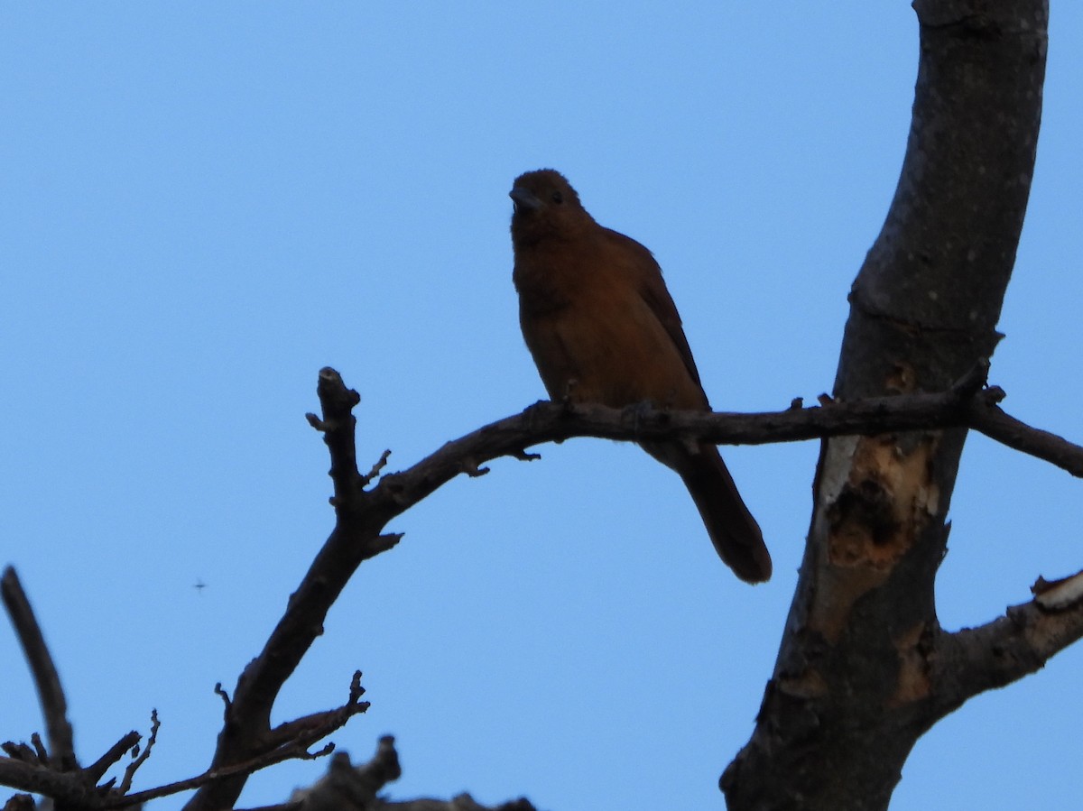 White-lined Tanager - ML645888223
