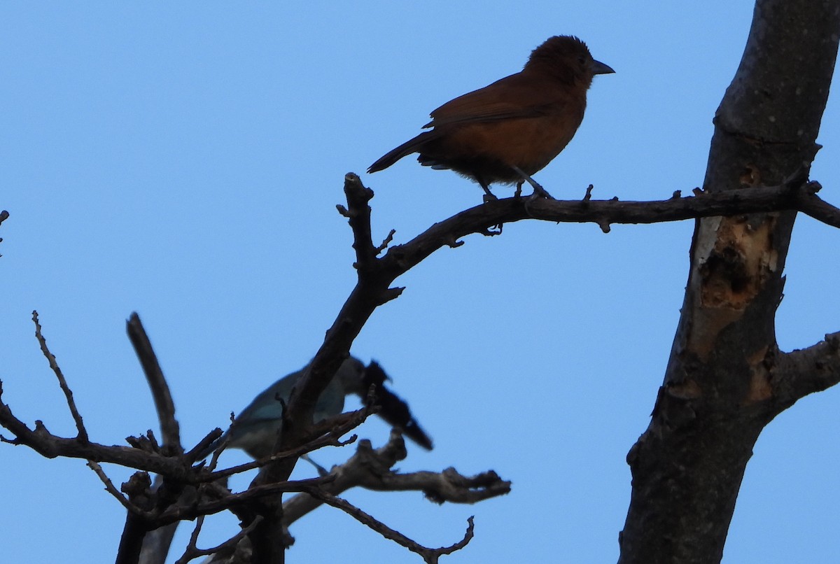 White-lined Tanager - ML645888225