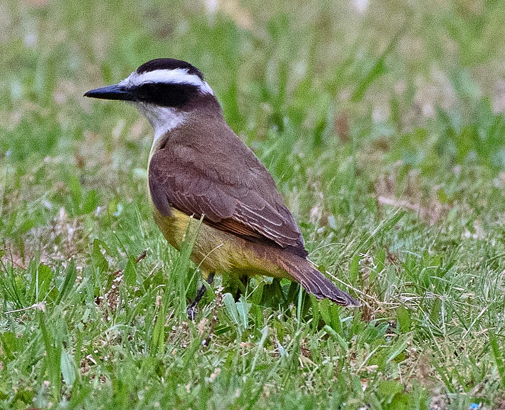 Great Kiskadee - ML645888226