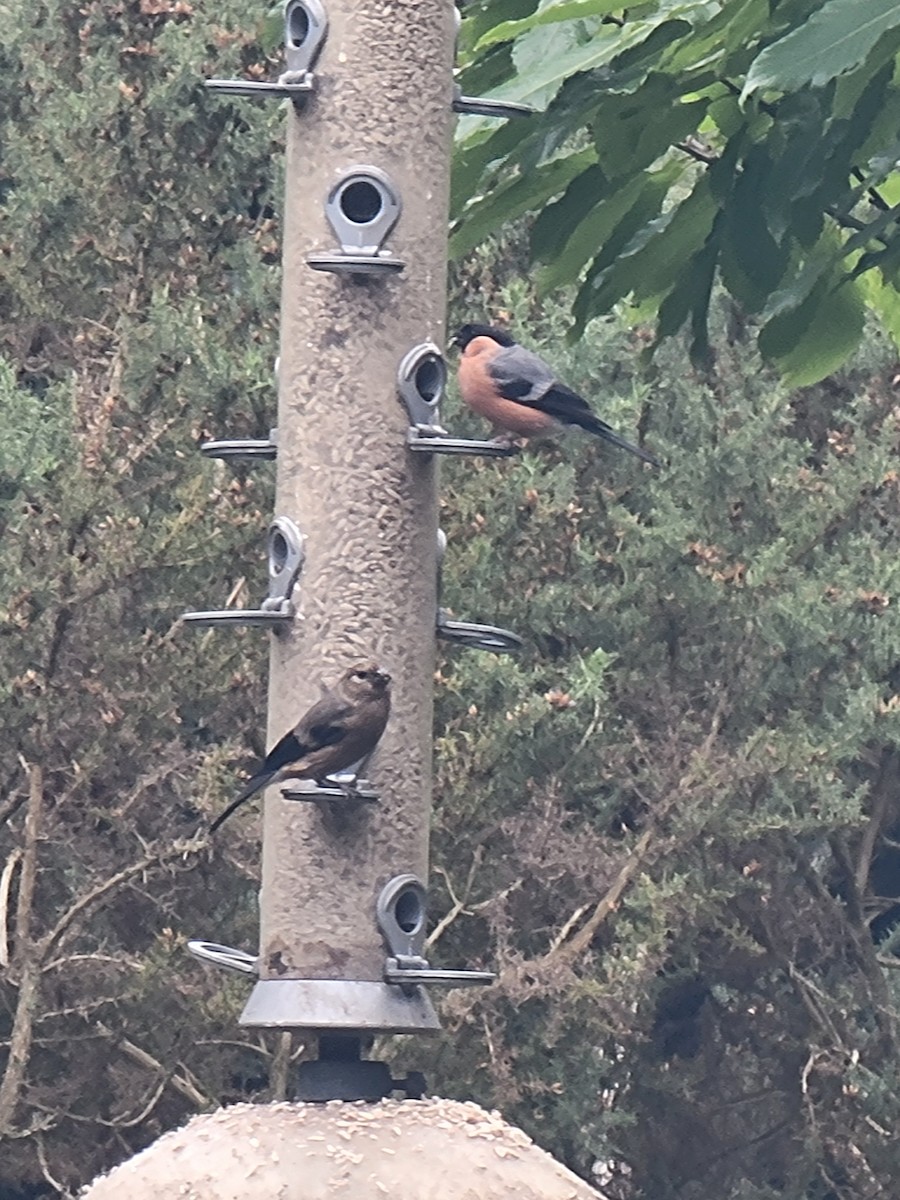 歐亞鷽 - ML645888227