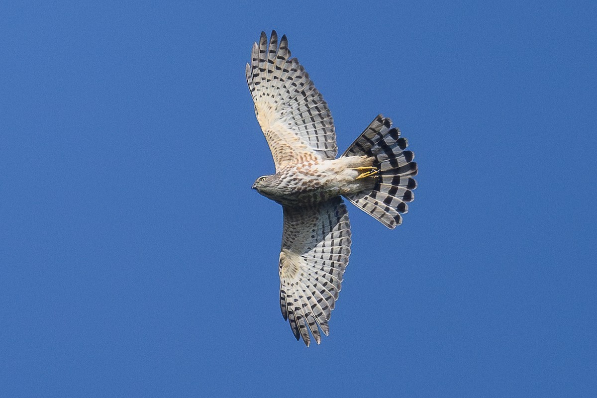 褐耳鷹(badia群) - ML645888228