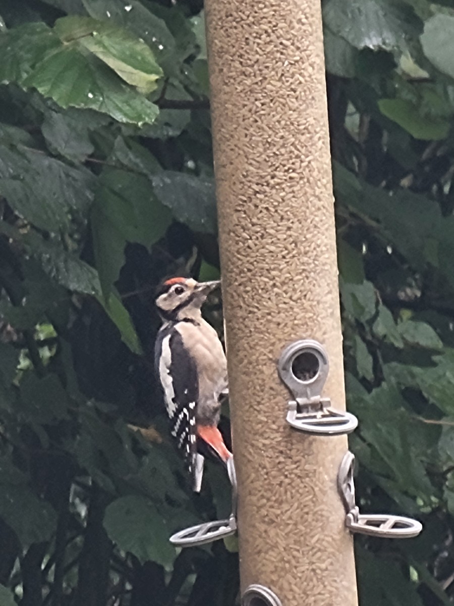 Great Spotted Woodpecker - ML645888229