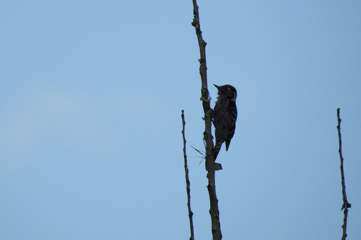 Lesser Spotted Woodpecker - ML645888231