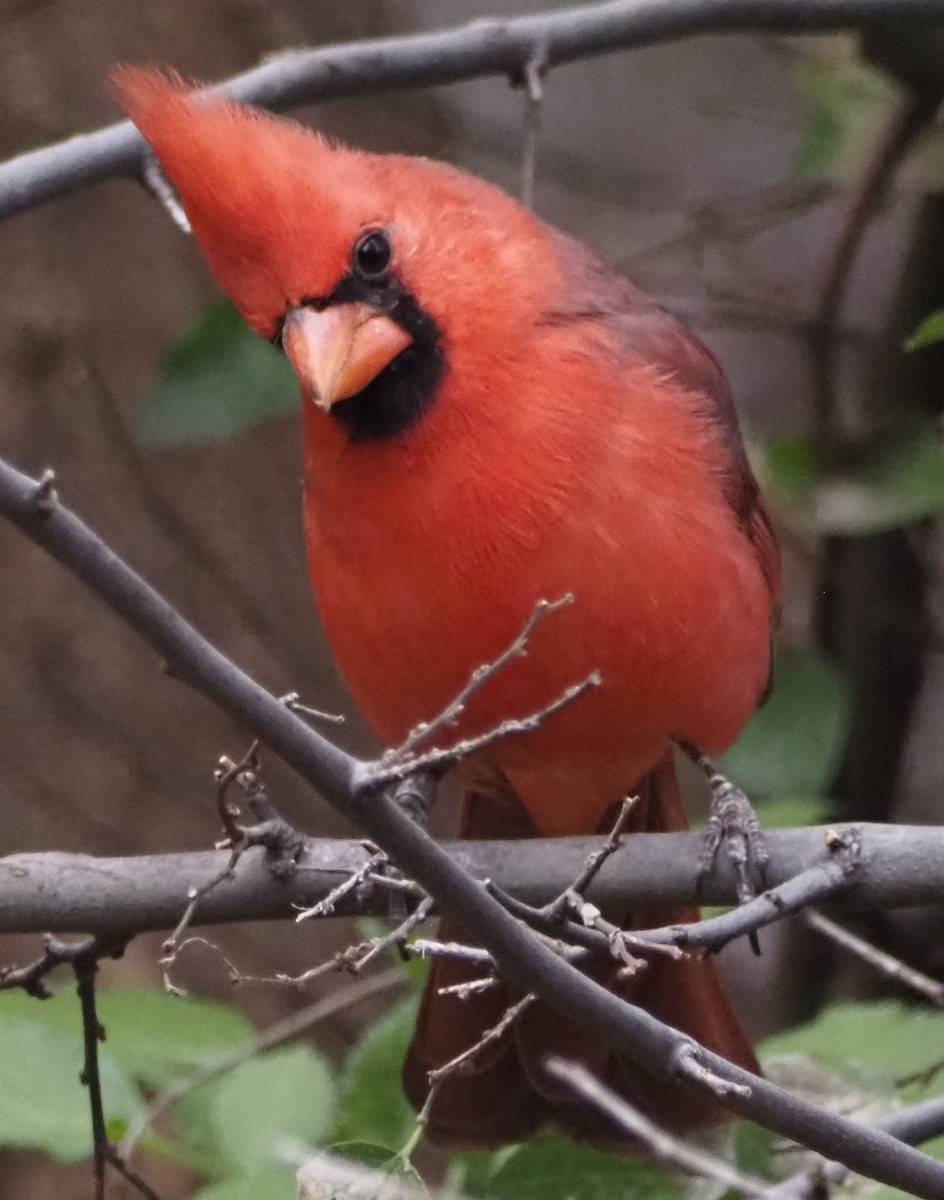 Northern Cardinal - ML645888233
