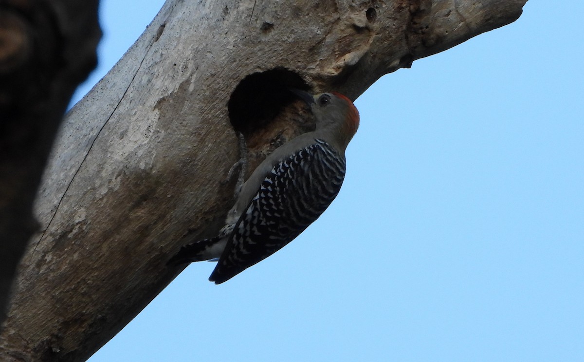 Red-crowned Woodpecker - ML645888234