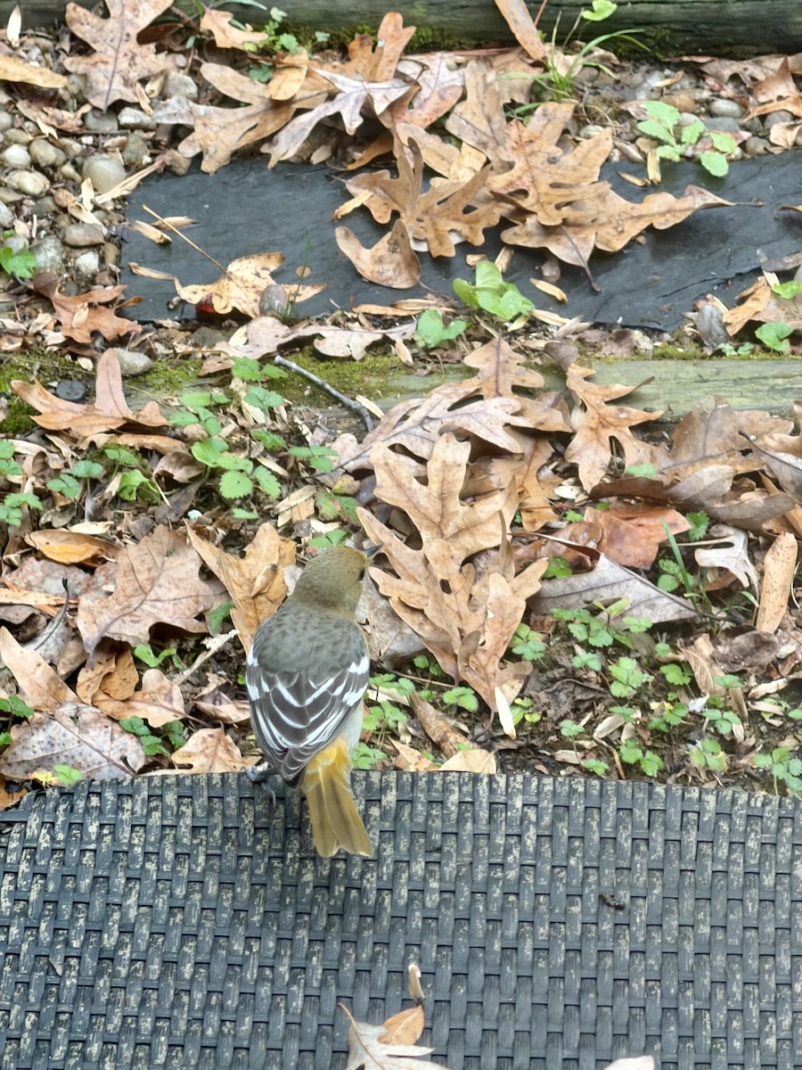 Baltimore Oriole - ML645888235