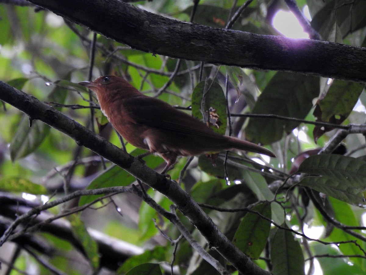 Rufous Piha - ML645888237