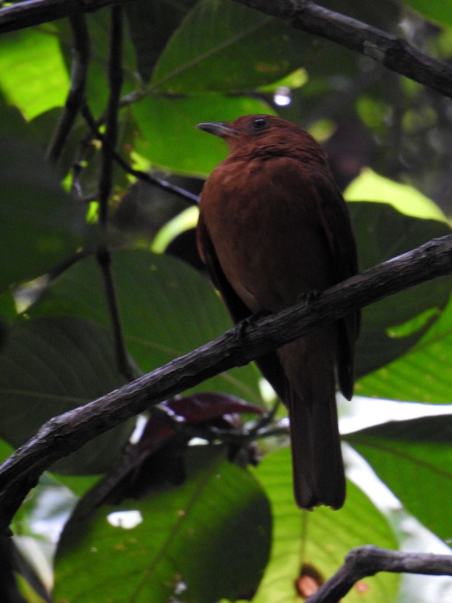 Rufous Piha - ML645888238