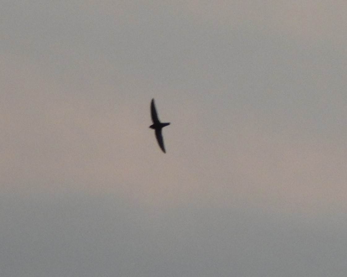 Asian Palm Swift - ML645888242