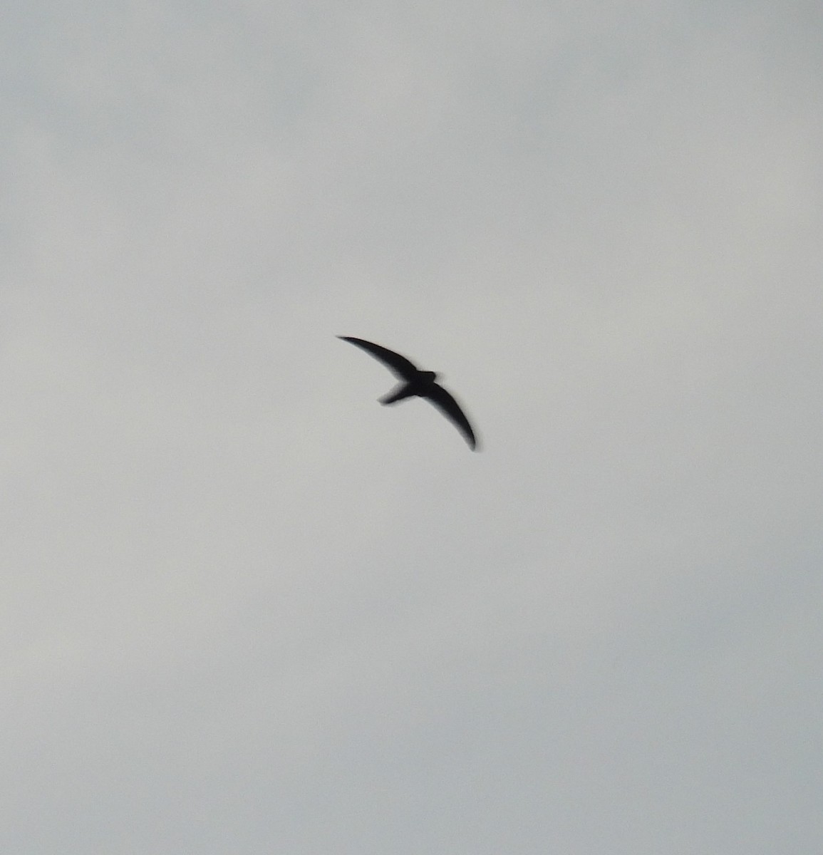 Asian Palm Swift - ML645888243