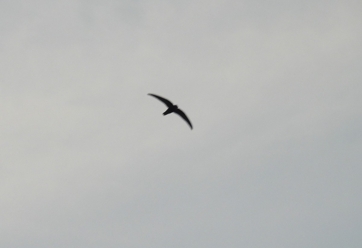 Asian Palm Swift - ML645888244