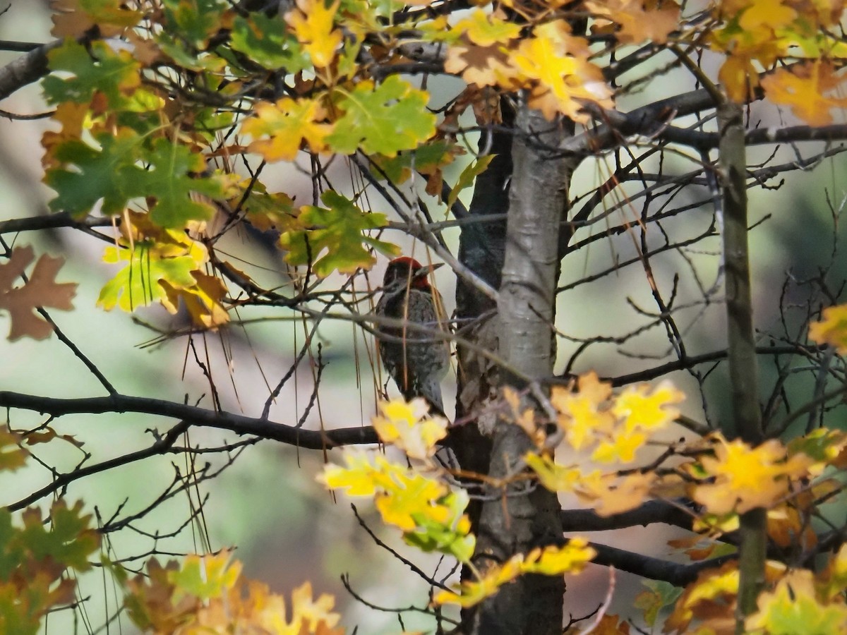 Chupasavia Nuquirrojo - ML645888248