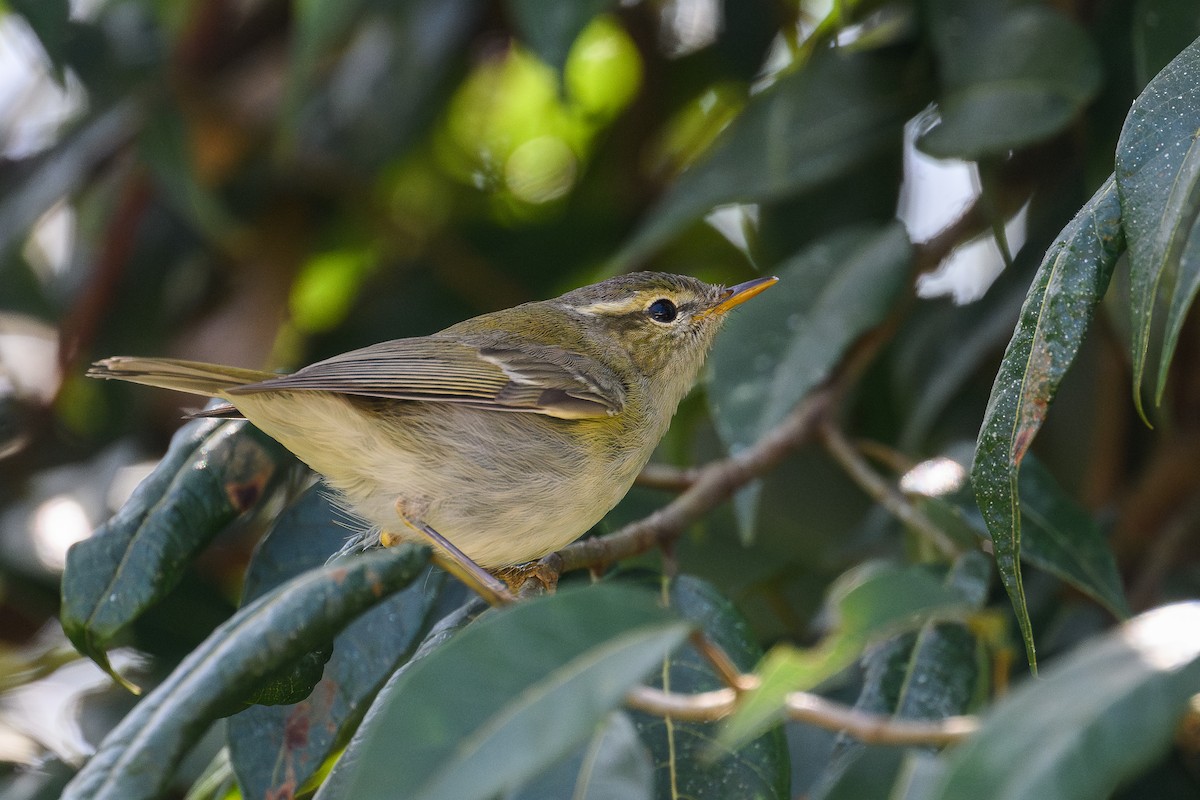 østsanger - ML645888261