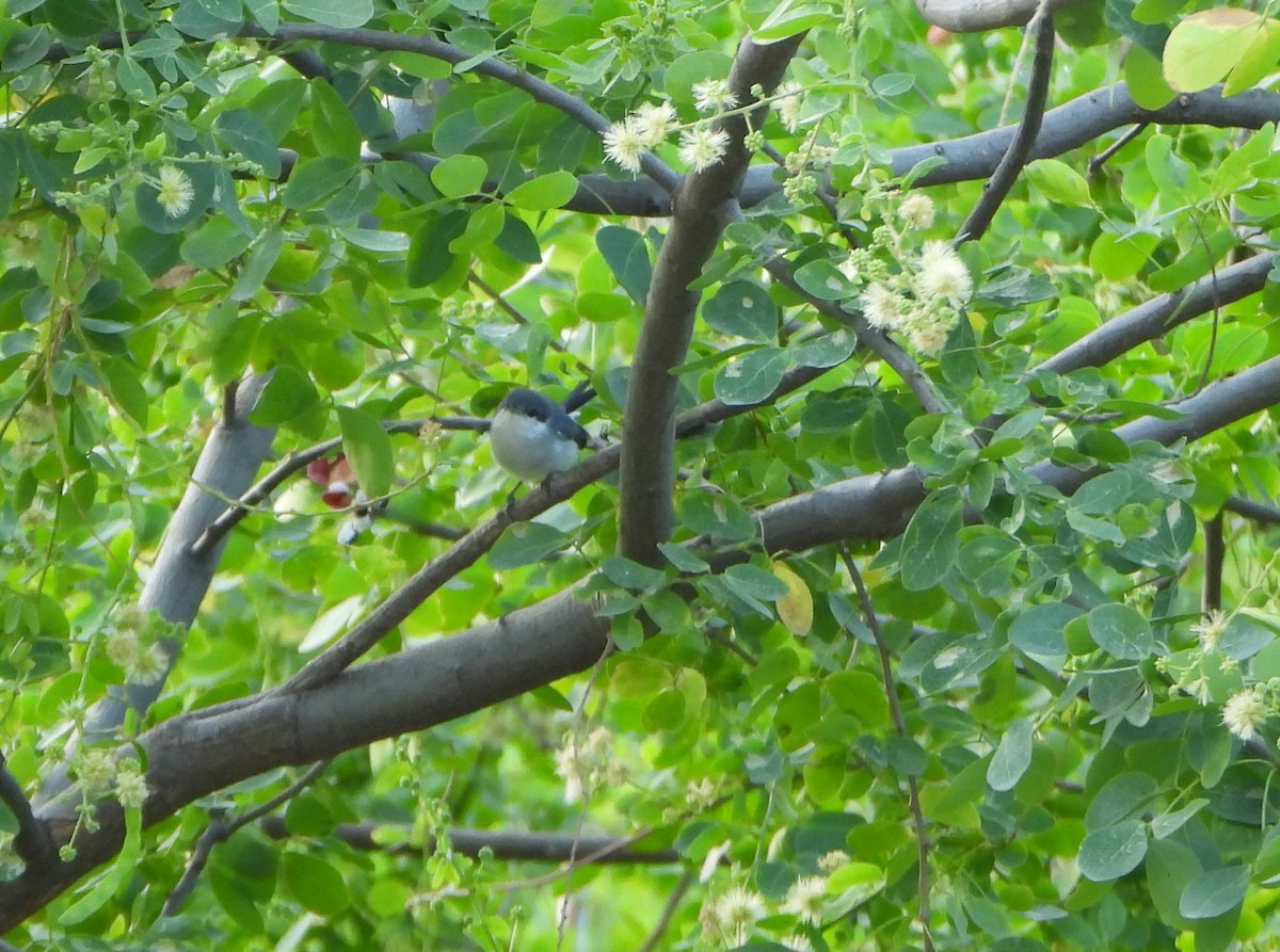 Tropical Gnatcatcher - ML645888262