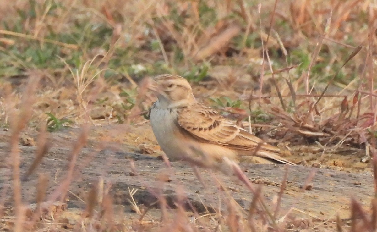 Terrera Oriental - ML645888264