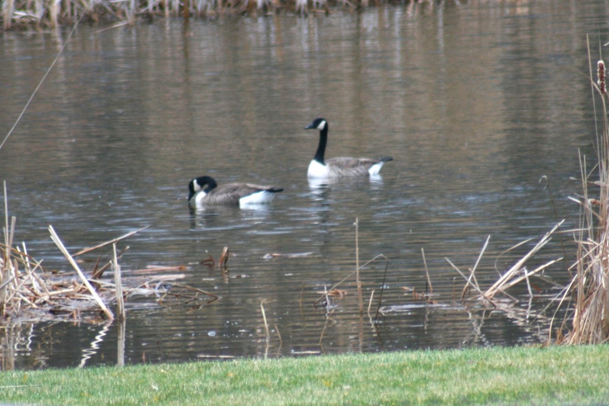 Bernache du Canada - ML645888271