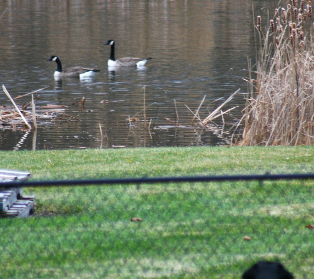 Bernache du Canada - ML645888272