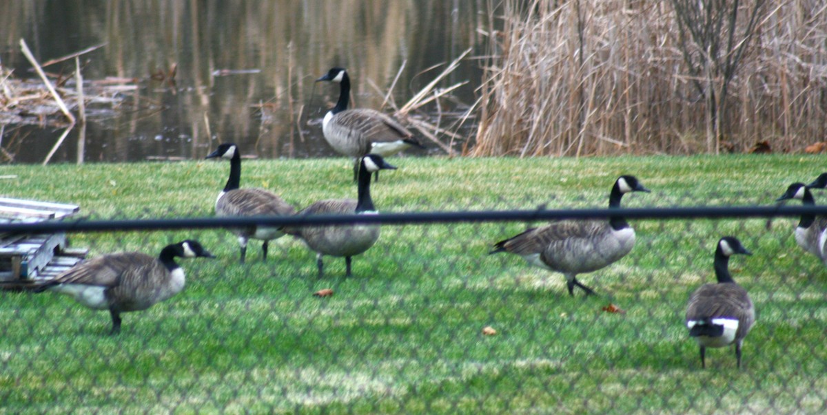 Bernache du Canada - ML645888273