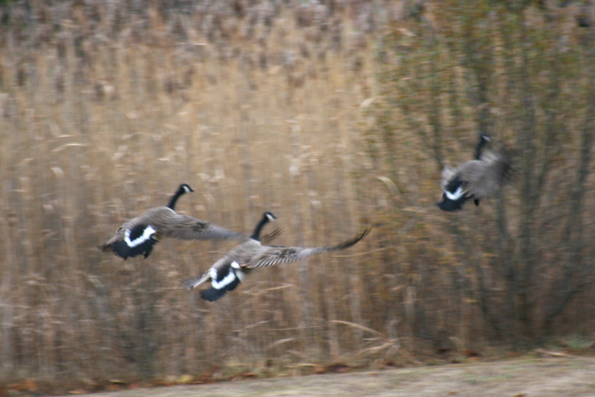 Bernache du Canada - ML645888274