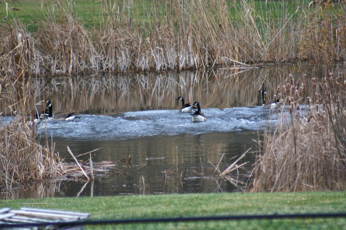 Bernache du Canada - ML645888275