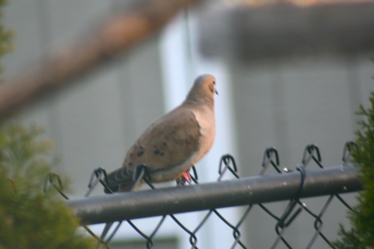 Mourning Dove - ML645888276
