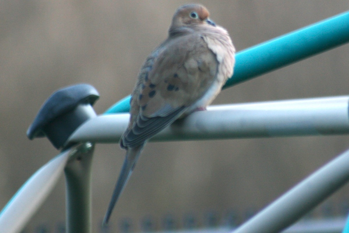 Mourning Dove - ML645888283