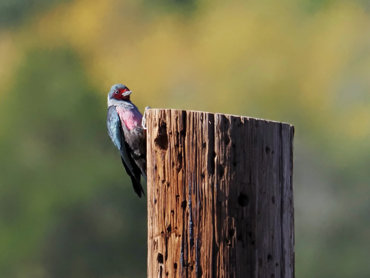 Carpintero de Lewis - ML645888284