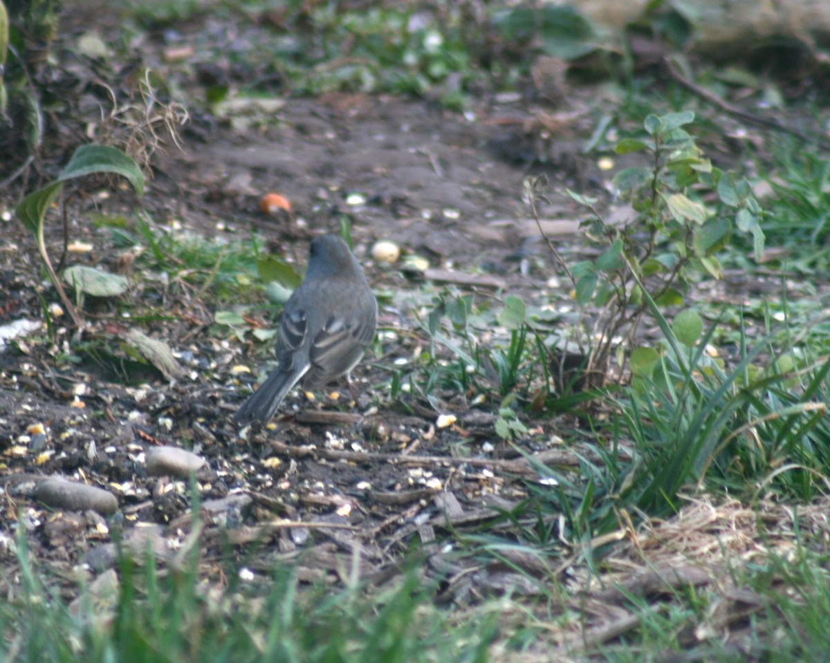 Dark-eyed Junco (Slate-colored) - ML645888287