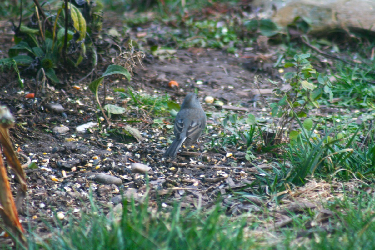 Dark-eyed Junco (Slate-colored) - ML645888288