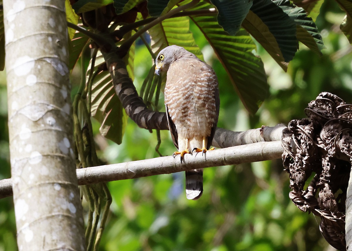 Roadside Hawk - ML645888292