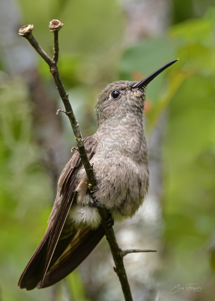 Sombre Hummingbird - ML645888293