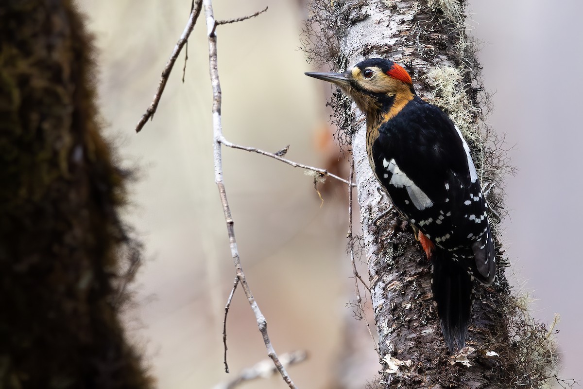 Дятел смугасточеревий - ML645888297