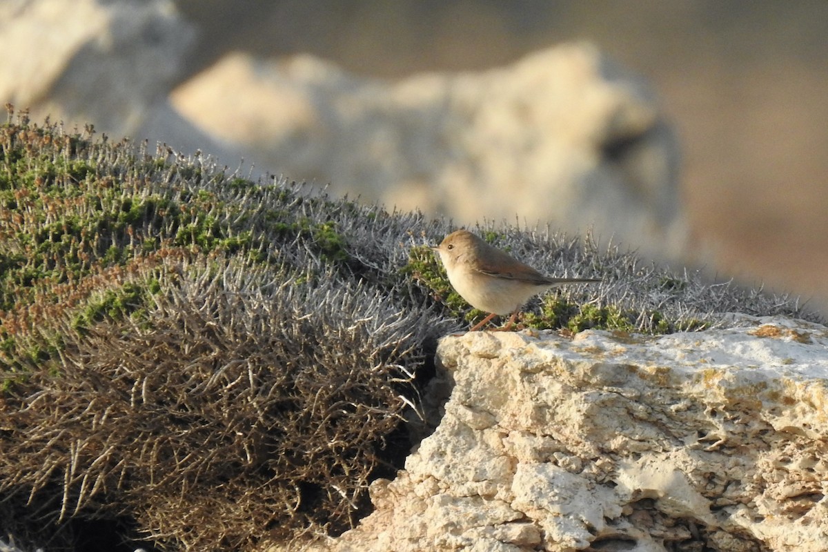 Bozkır Ötleğeni - ML645888298