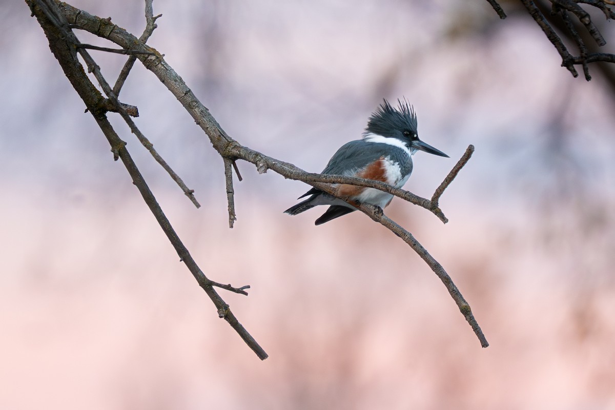 Belted Kingfisher - ML645888300