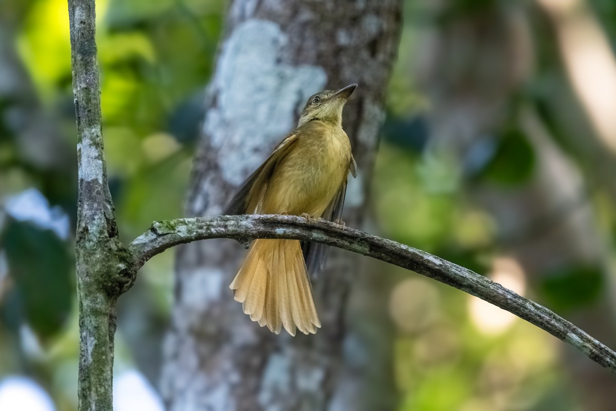 Tropical Royal Flycatcher - ML645888301