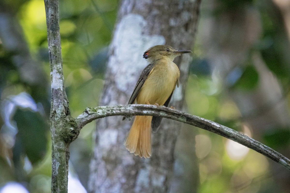 Tropical Royal Flycatcher - ML645888302