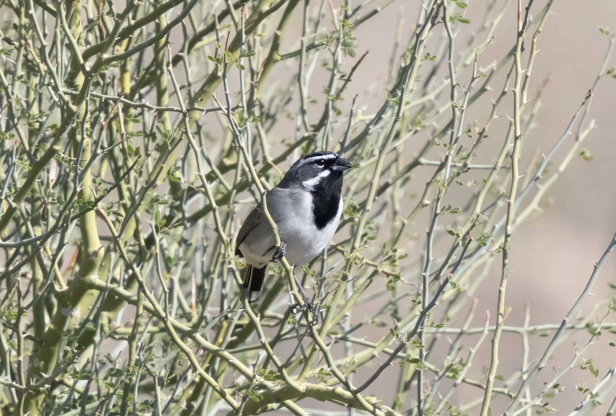 Black-throated Sparrow - ML645888311