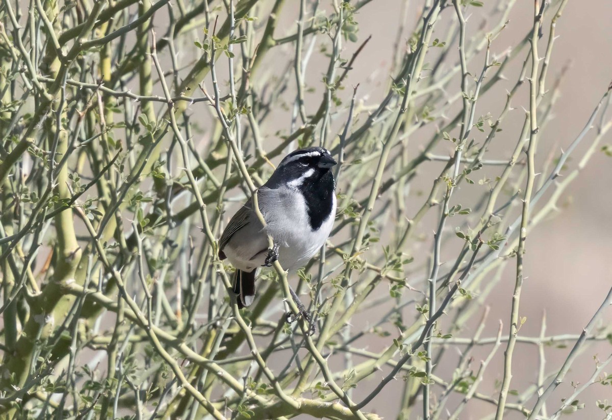 Black-throated Sparrow - ML645888312