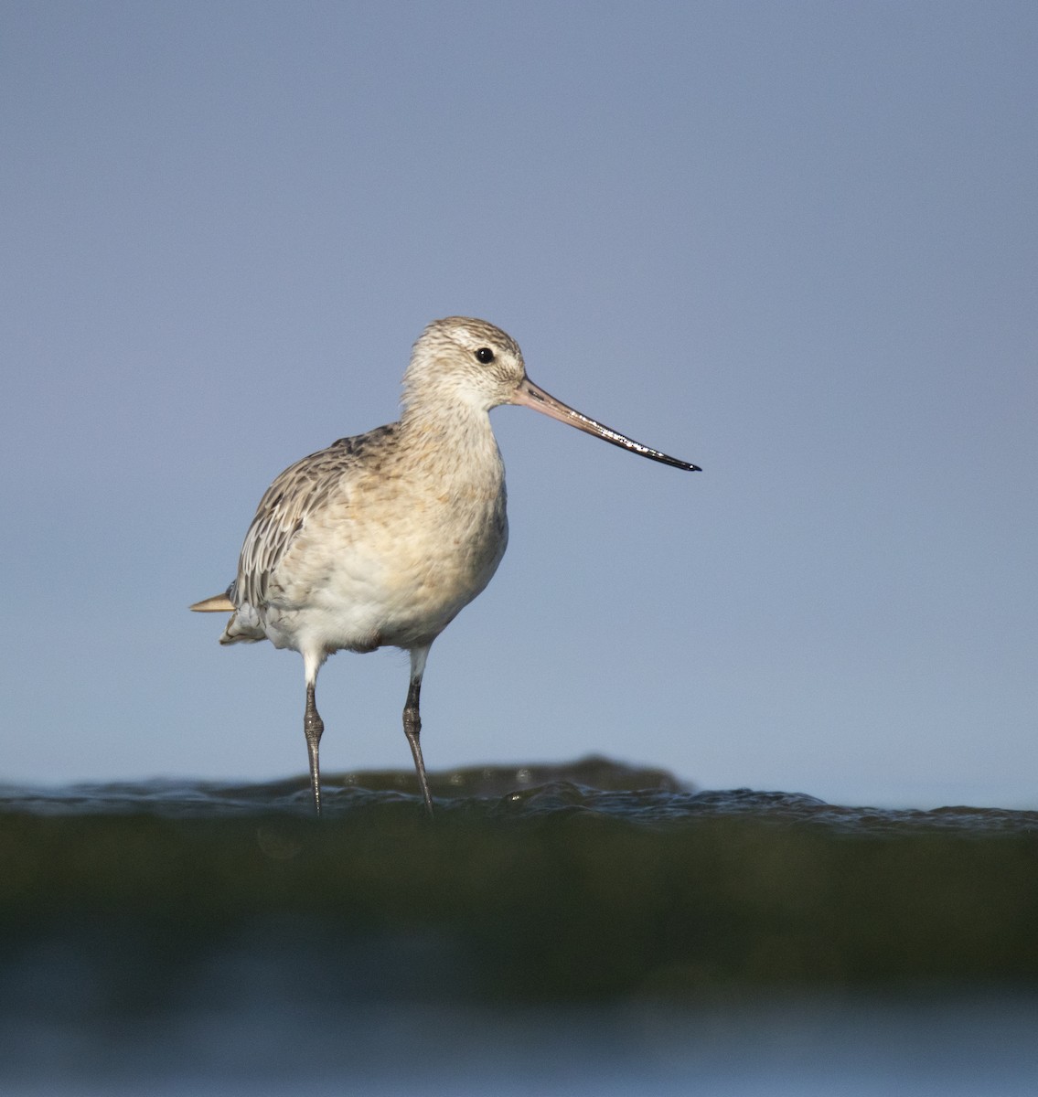 Bar-tailed Godwit - ML645888313