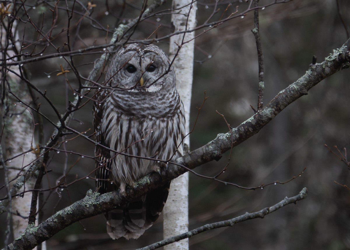Barred Owl - ML645888315