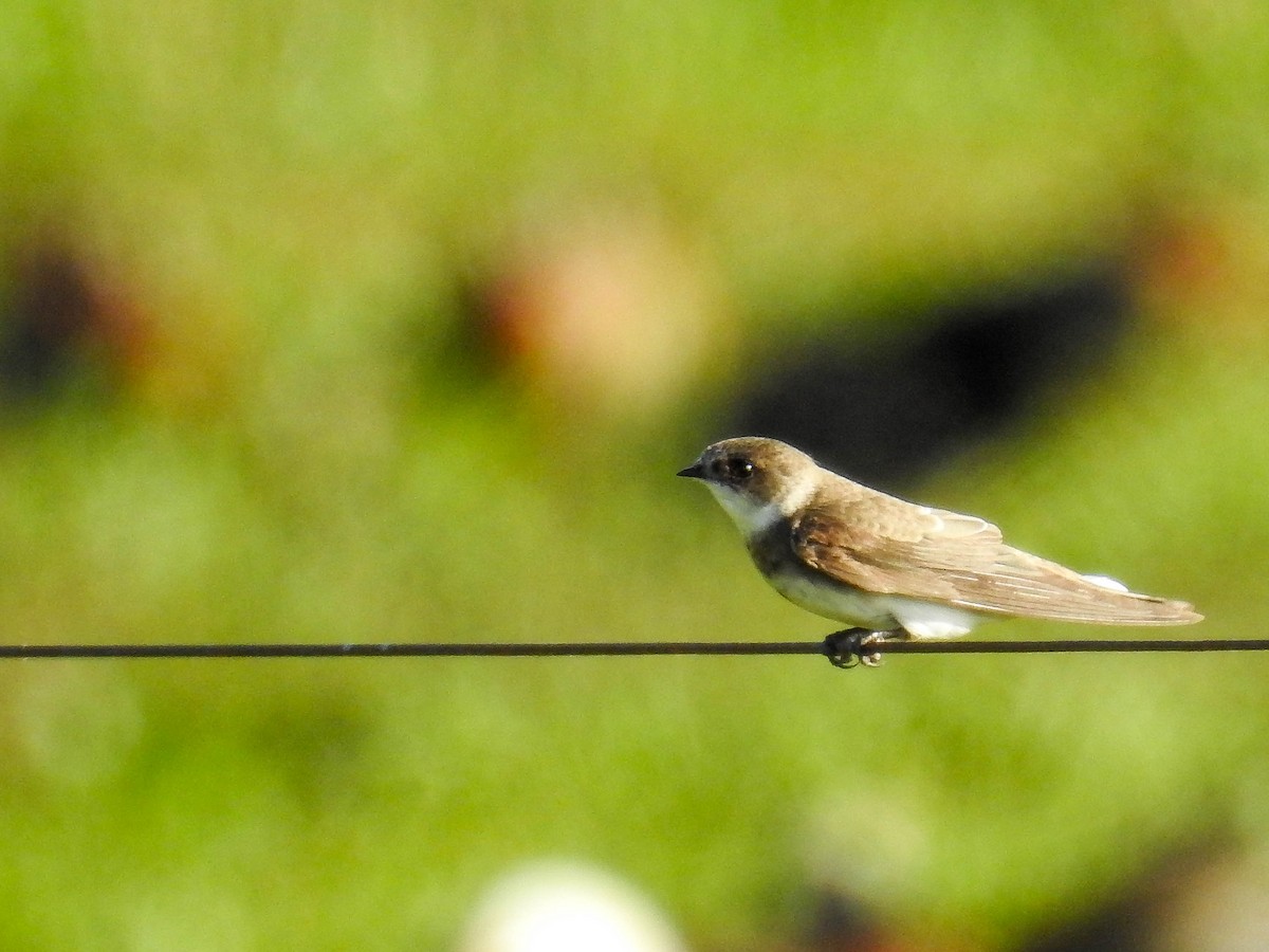 Береговушка - ML645888320