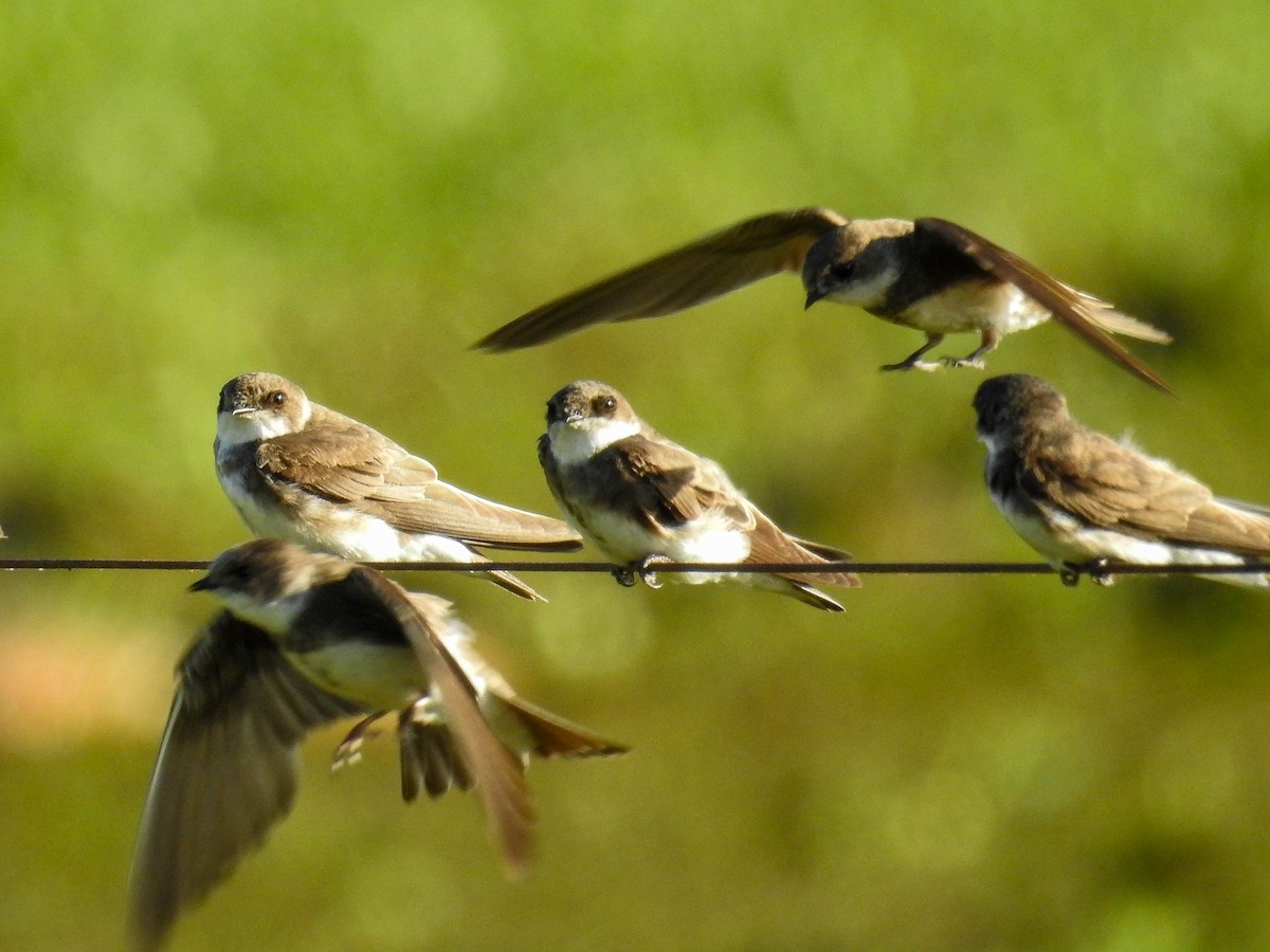 Береговушка - ML645888321